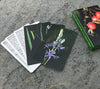 Edible and Poisonous Plants of the Western States